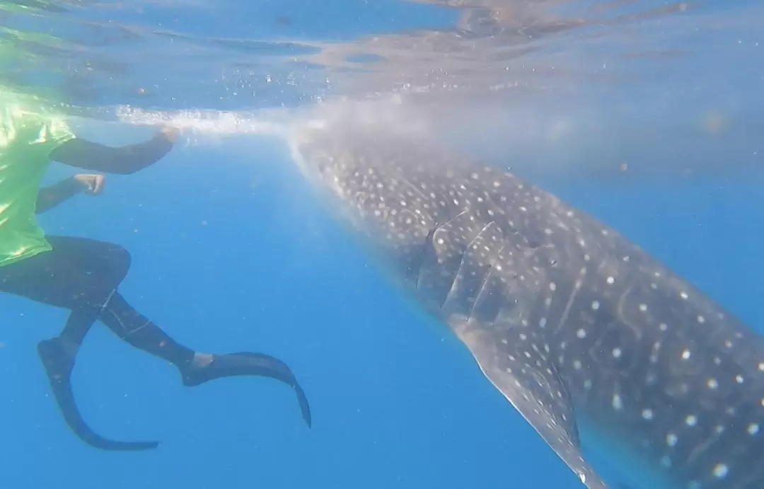 Bohol Whale Shark Interaction Tour - Half Day