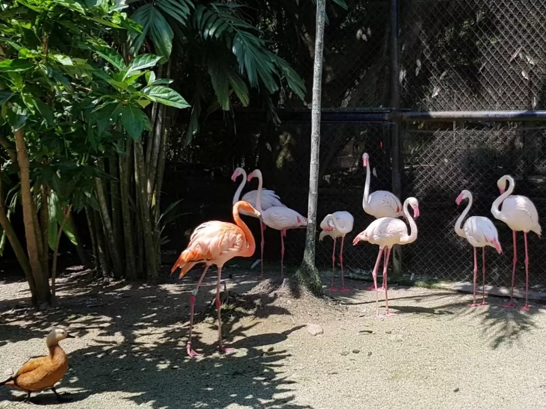 Penang Bird Park Ticket