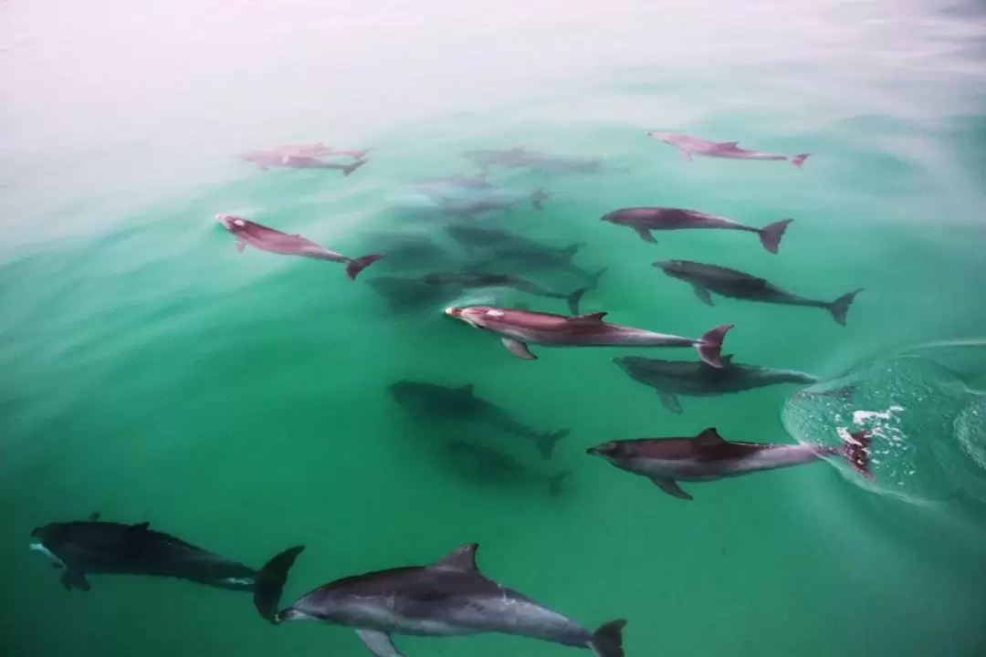 Temptation Dolphin Cruise in Glenelg from Adelaide