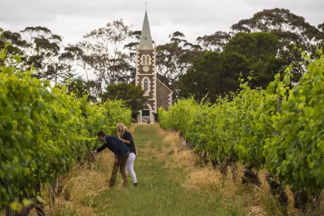 Penfold's vs Henschke - The Ultimate Barossa Wine Tour