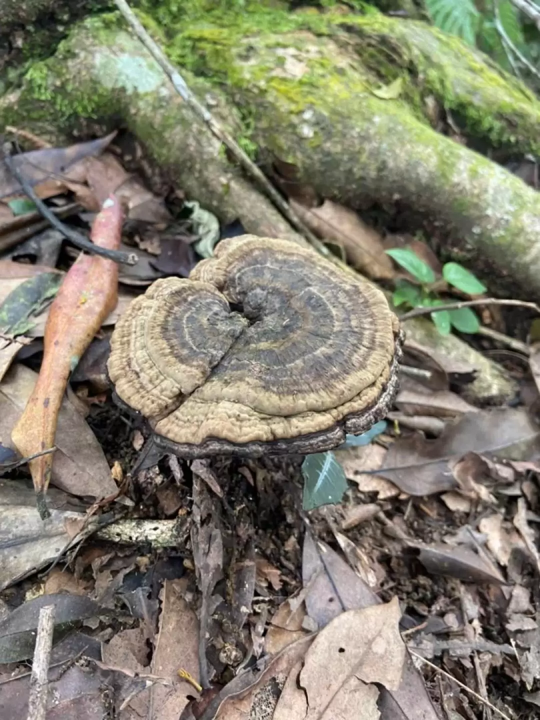 南投｜獵人古道＆郡大山兩天一夜登山體驗