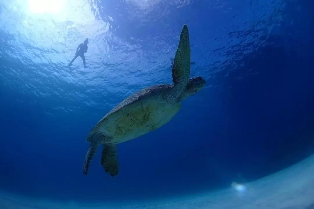 與魟魚／海龜浮潛半日遊＆幽靈島之旅（石垣島出發）