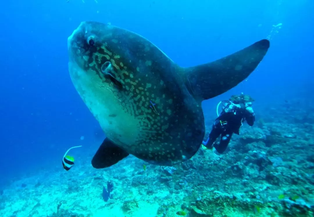 レンボンガン島・ペニダ島 スキューバダイビング体験（認定ダイバー向け）