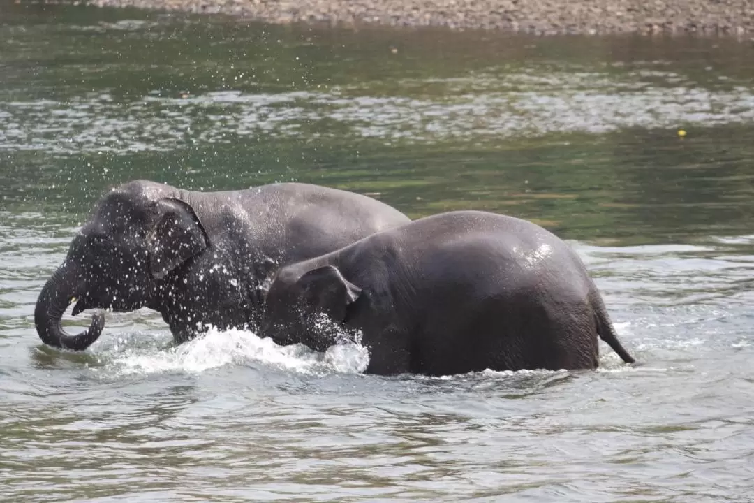 Elephant Day Care at Elephants World Kanchanaburi