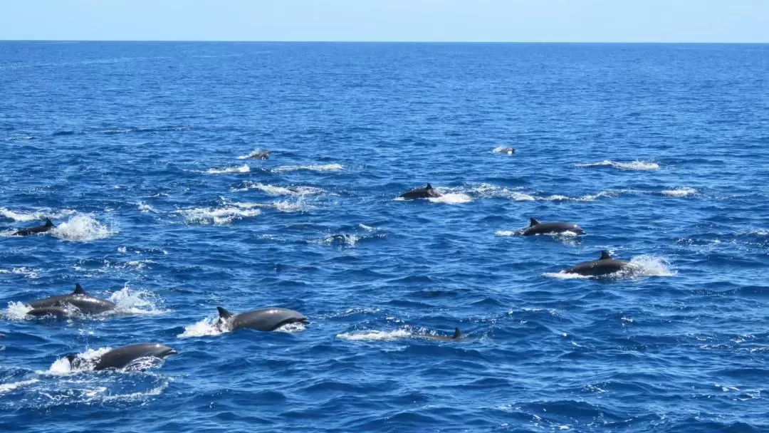 Whale Watching in Hualien with Venus Yacht