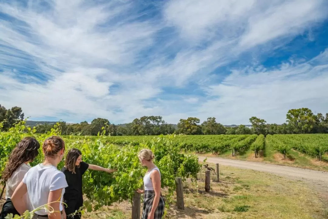 From the Ground Up Tasting Experience in McLaren Vale