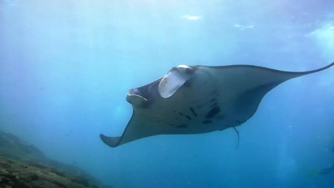 ペニダ島 マンタポイント ダイビング体験（バリ / PADI 5スターダイブセンター）