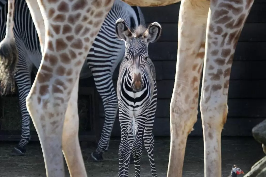 アルティス動物園 入園チケット（アムステルダム）