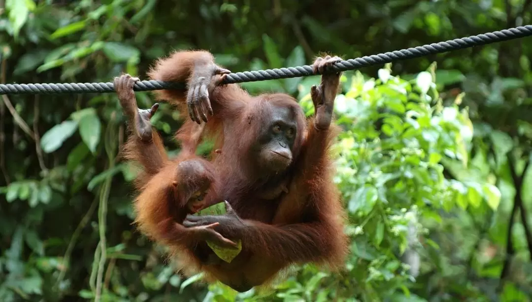 山打根4日3夜西必洛野生動物探索＋基納巴唐河船遊之旅