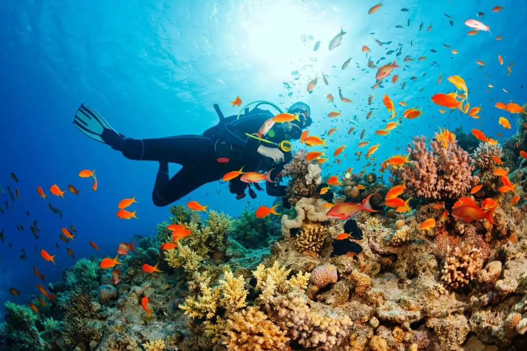 芭達雅 Manta 雙體船浮潛＆深潛之旅