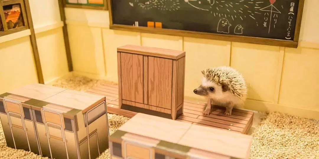 東京澀谷Hedgehog Cafe體驗