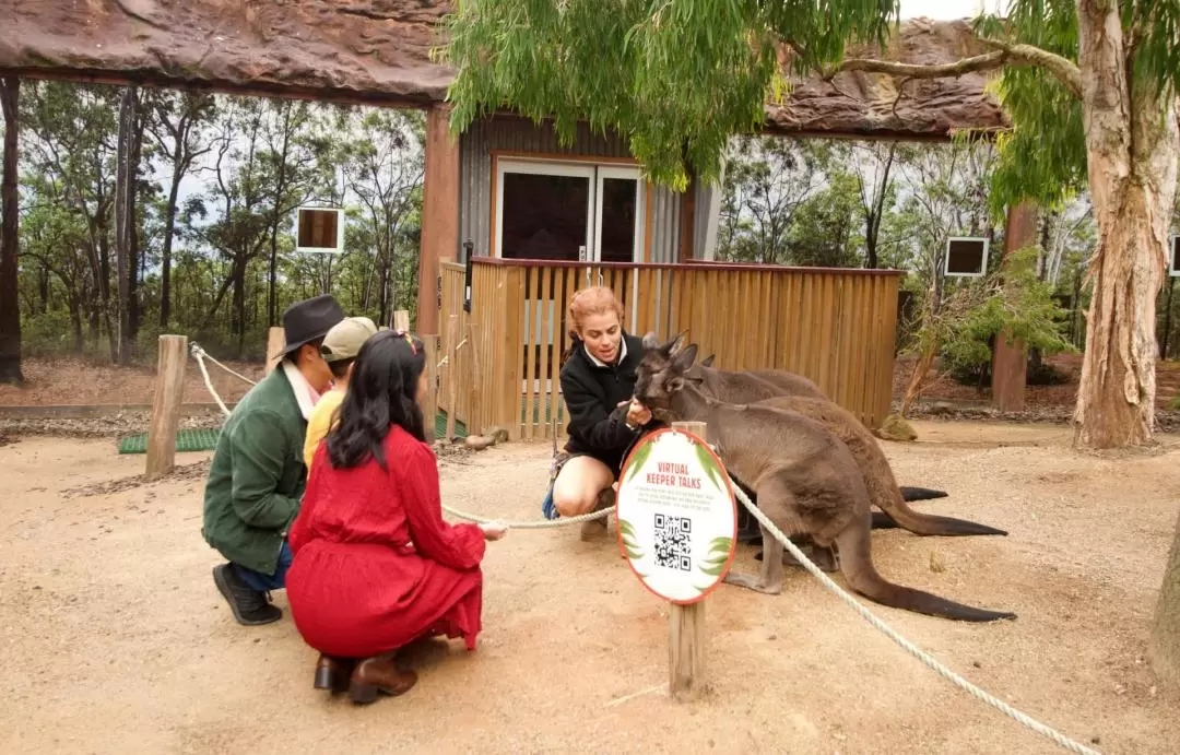 ワイルドライフシドニー動物園 入園チケット