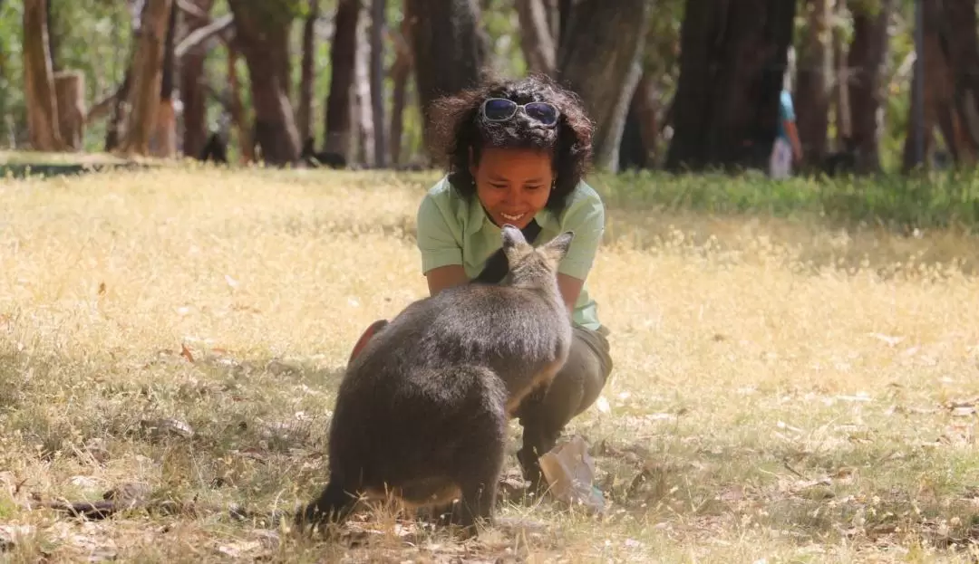 Cleland Wildlife Park Self Guided Tour from Adelaide