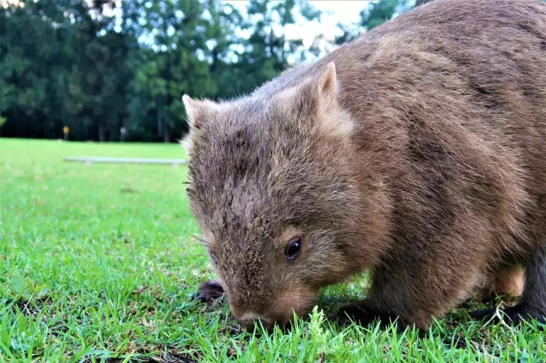 All-Inclusive Wombats, Kangaroos, and Waterfalls Tour