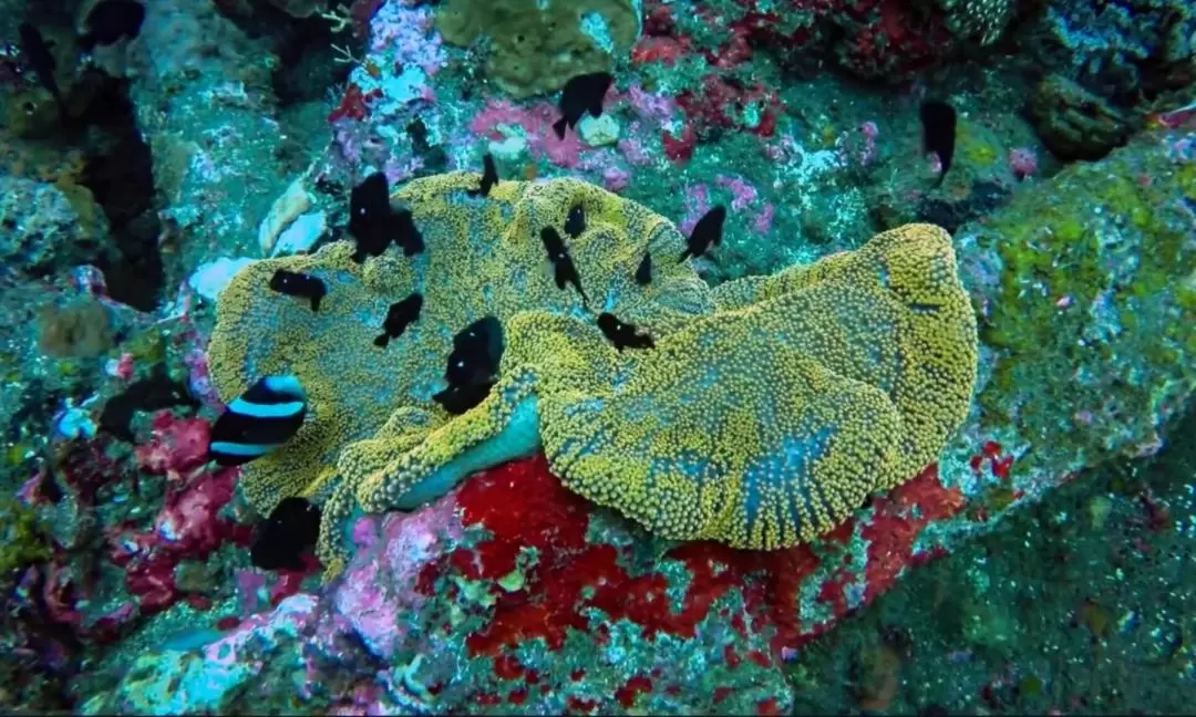 발리 스쿠버 다이빙 체험 (자격증 불필요 / Bali Diving)