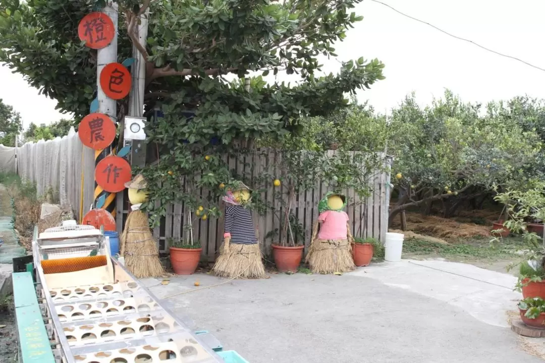 雲林｜橙色農作休閒果園四季採果體驗券｜需電話預約