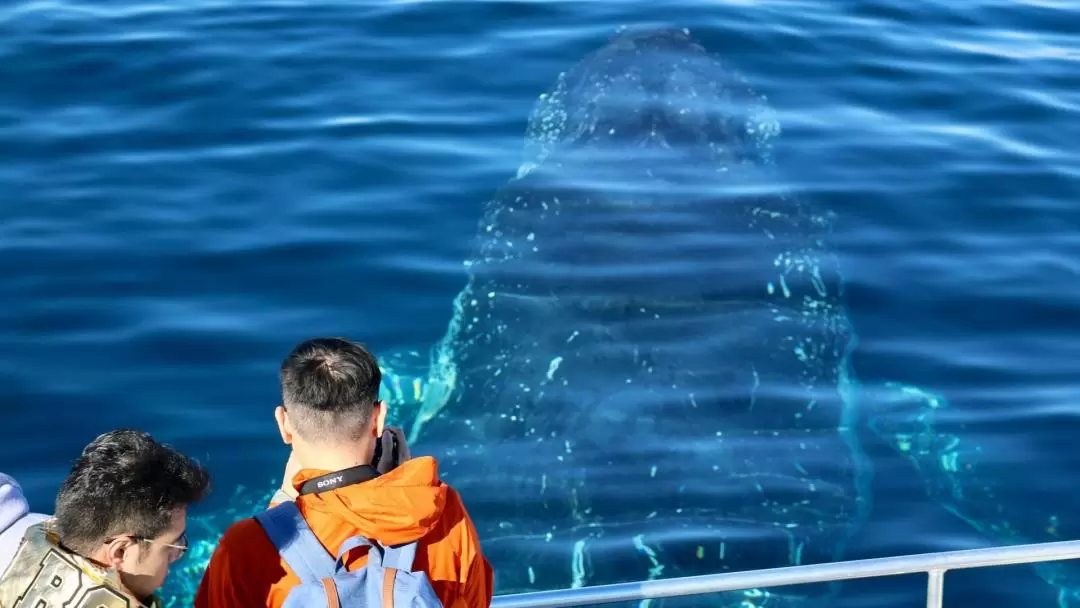 Gold Coast Whale Watching Cruise