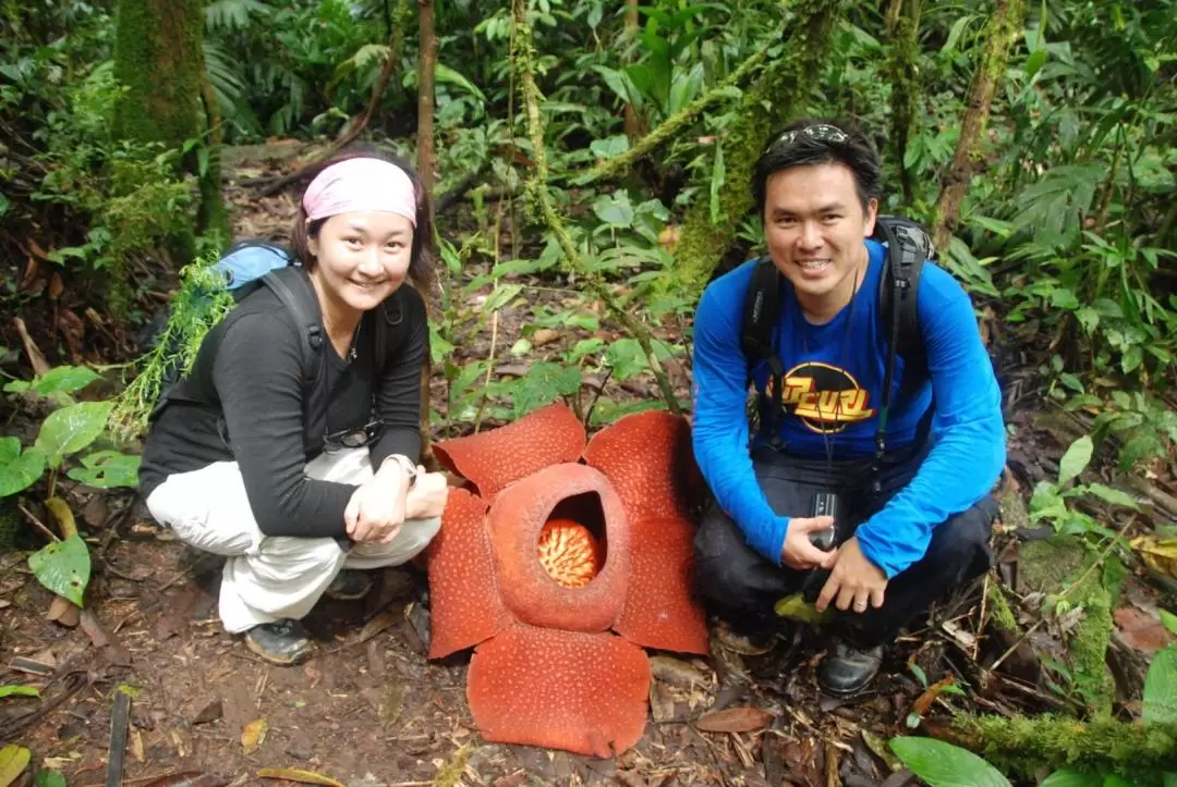 Rafflesia Half Day Trekking Trip with Optional Stay in Cameron Highlands 