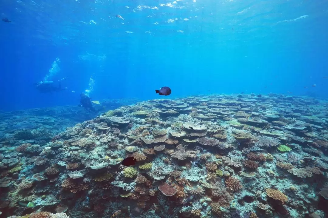 名護市貝里潛水體驗
