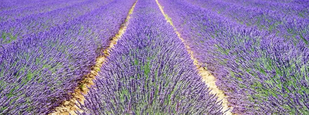 Valensole Lavender Full Day Tour from Marseille