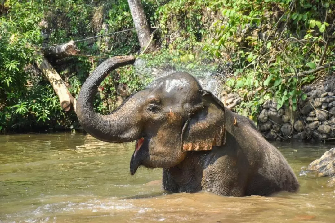 Chiang Mai Elephant Conservation Foundation ( Maesa Elephant Camp )