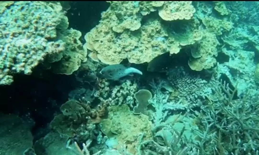 昆島群島浮潛 & 海龜保護之旅