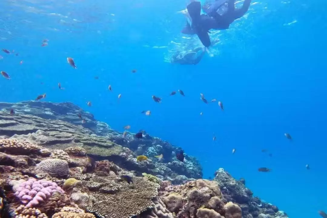 Sea turtle snorkeling private tour (Kagoshima/Amami)