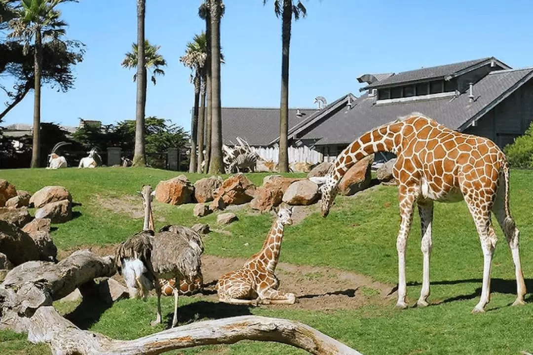 舊金山動物園門票