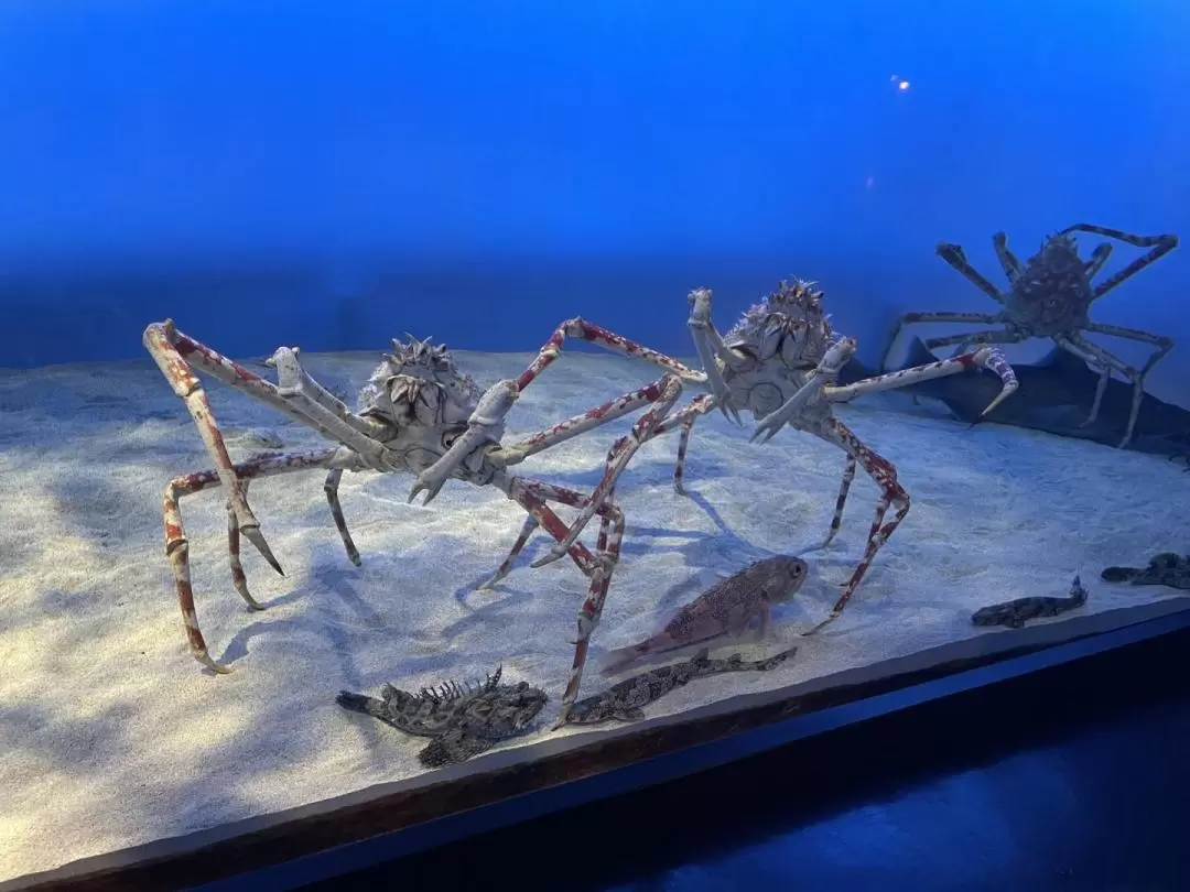 鳥羽水族館・伊勢神宮 日帰りプライベートツアー（名古屋発）