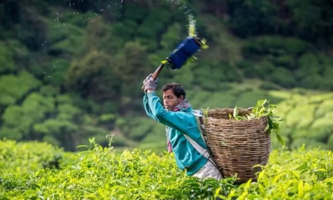 Cameron Highlands Day Tour from Penang