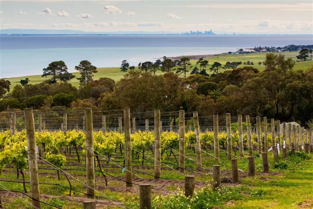 Around the Bay Food and Wine Tastings Tour from Melbourne