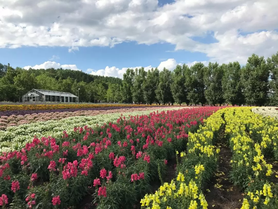 札幌 / 新雪谷 / 洞爺湖 / 富良野 / 函館 / 小樽私人包車遊