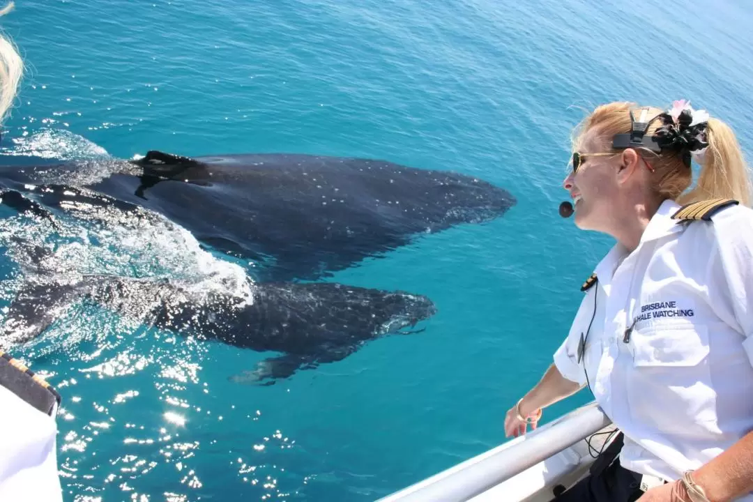 Brisbane Whale Watching Experience