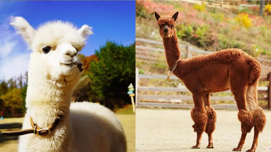 Nami Island+Alpaca+RailBike+Petite+LEGOLAND+Morning Calm PrivateTour