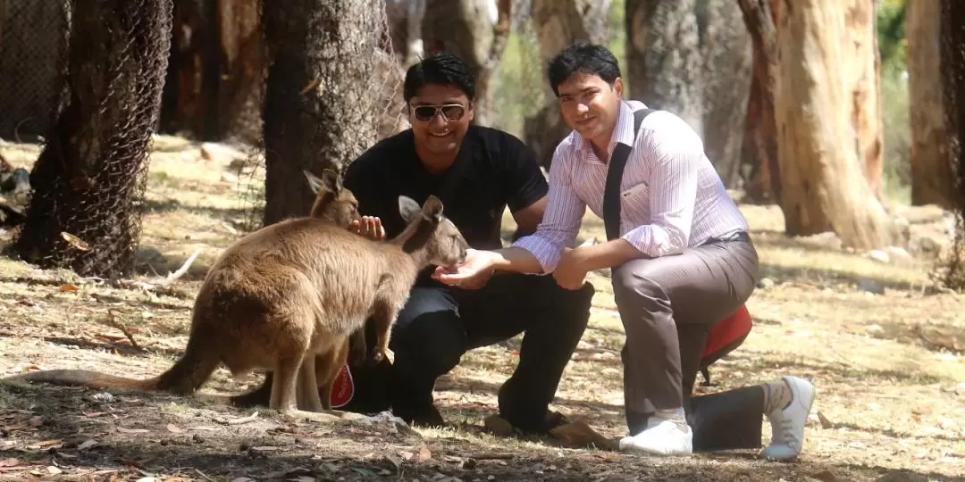 克萊蘭德野生動物園自助導覽之旅（阿得雷德出發）