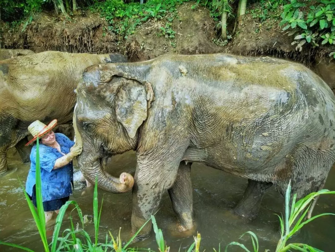 Lanna Kingdom Elephant Sanctuary small group Tour