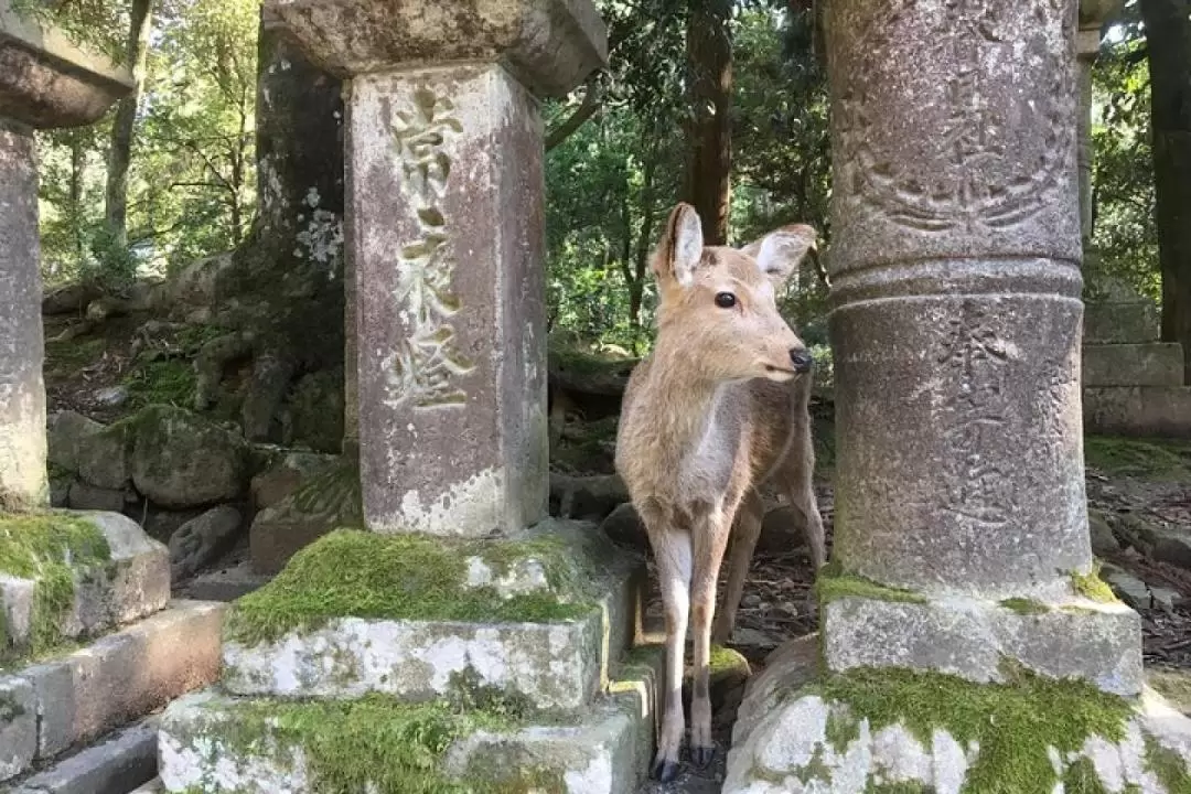 Nara City, Nara Park, Temples & Shrines One Day Tour