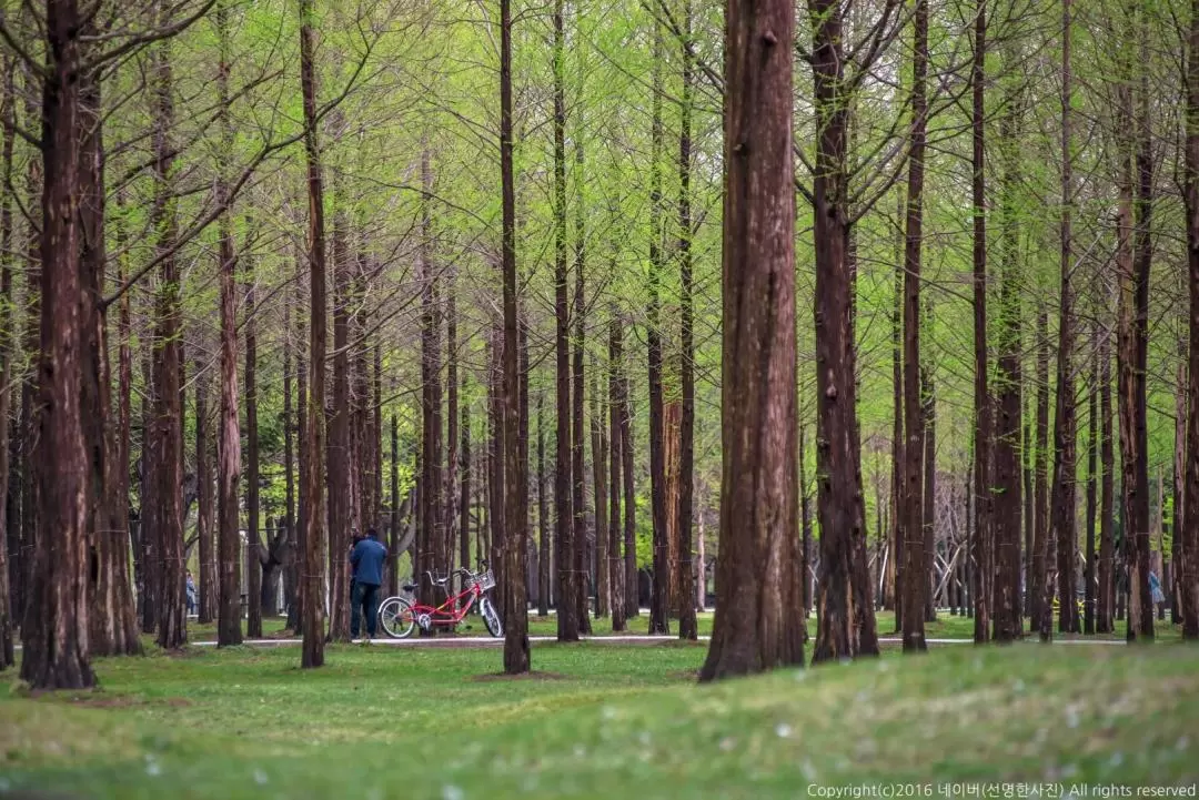 Nami Island Round-Trip Shuttle Bus from Seoul