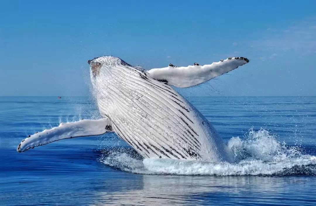 Whale Watching Cruise Margaret River,Busselton,Dunsborough