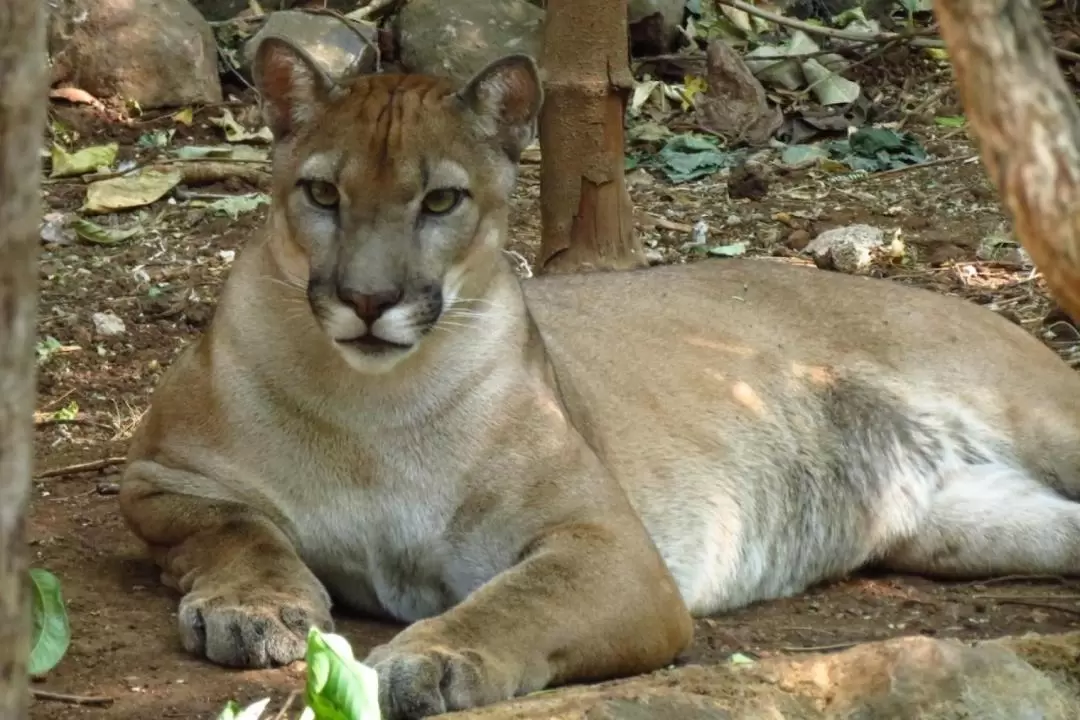 Sloth Tour and Wildlife Encounter Experience In Canton Liberia