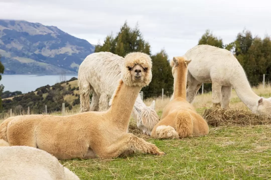 Akaroa Shamarra Alpaca Farm Tour 