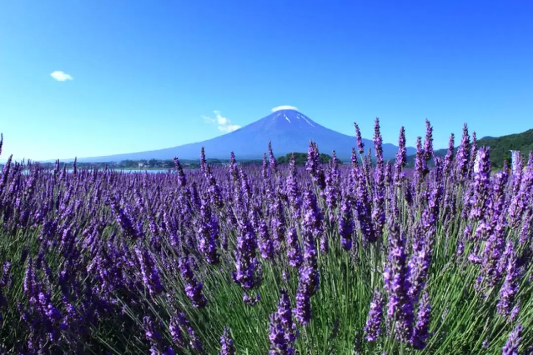 Mt. Fuji View & Gotemba Premium Outlets One Day Tour from Tokyo