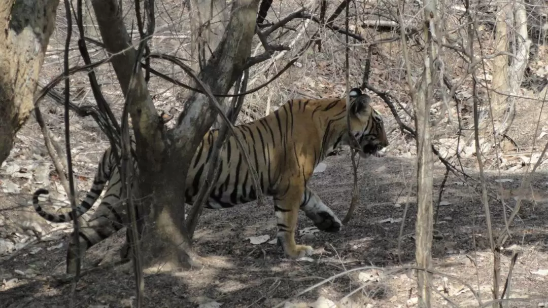 Jeep Safari Experience at Ranthambore National Park from Jaipur