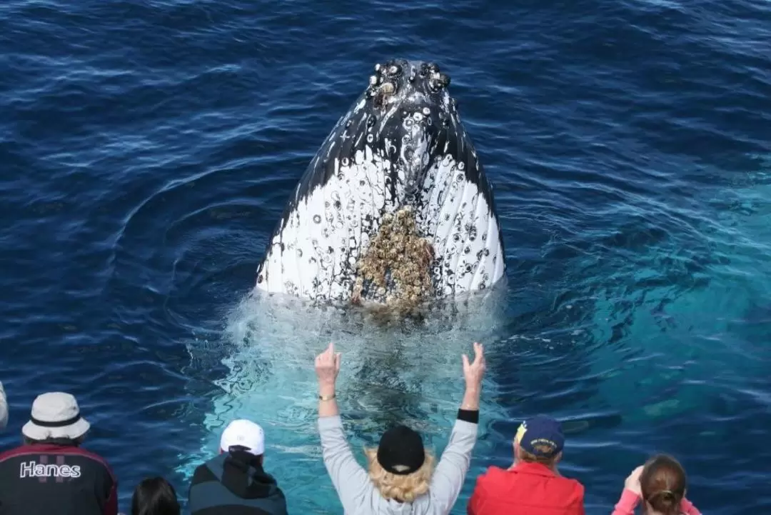 Whale Watching Experience in Gold Coast