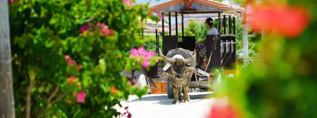 Taketomi Island Water Buffalo Cart Trip with Optional Glass Boat Trip