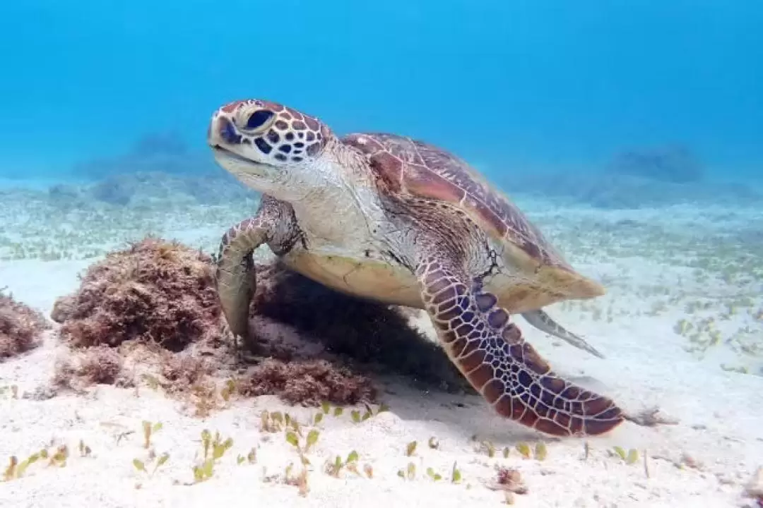 Sea turtle snorkeling private tour (Kagoshima/Amami)