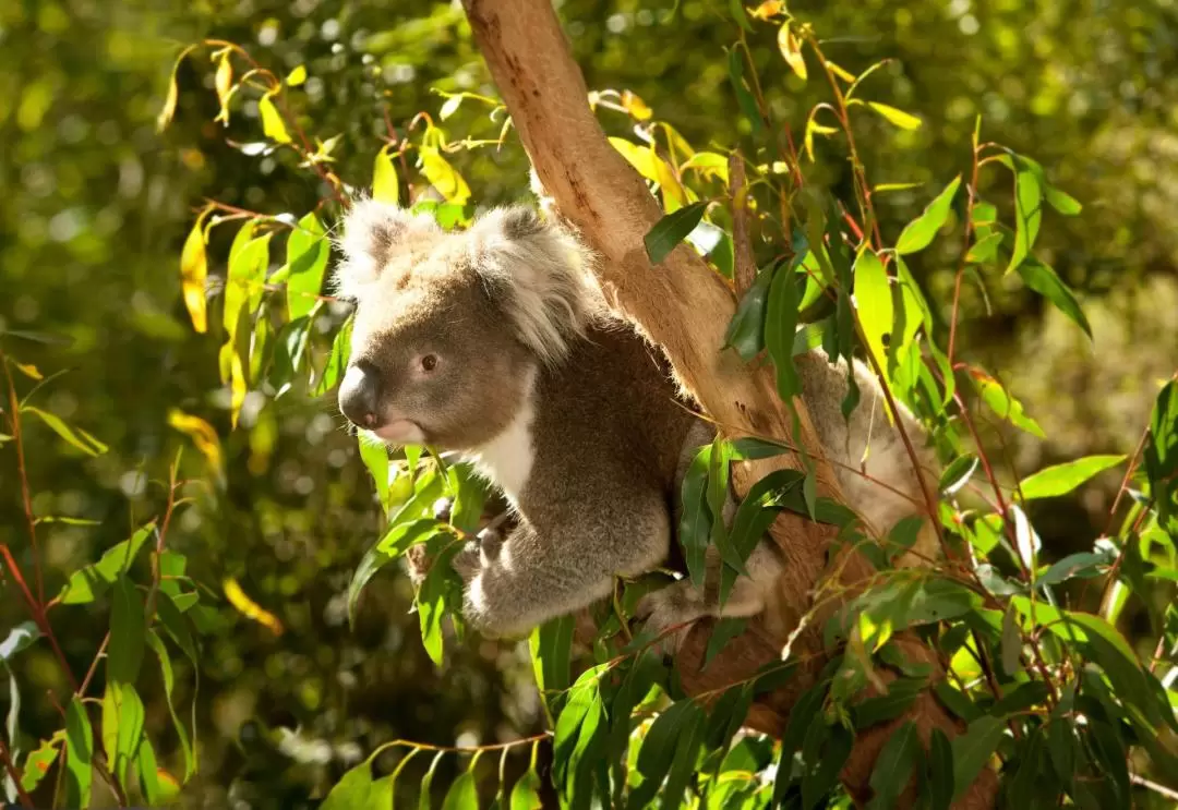 Yarra Valley Wildlife, Wine & Food Day Tour