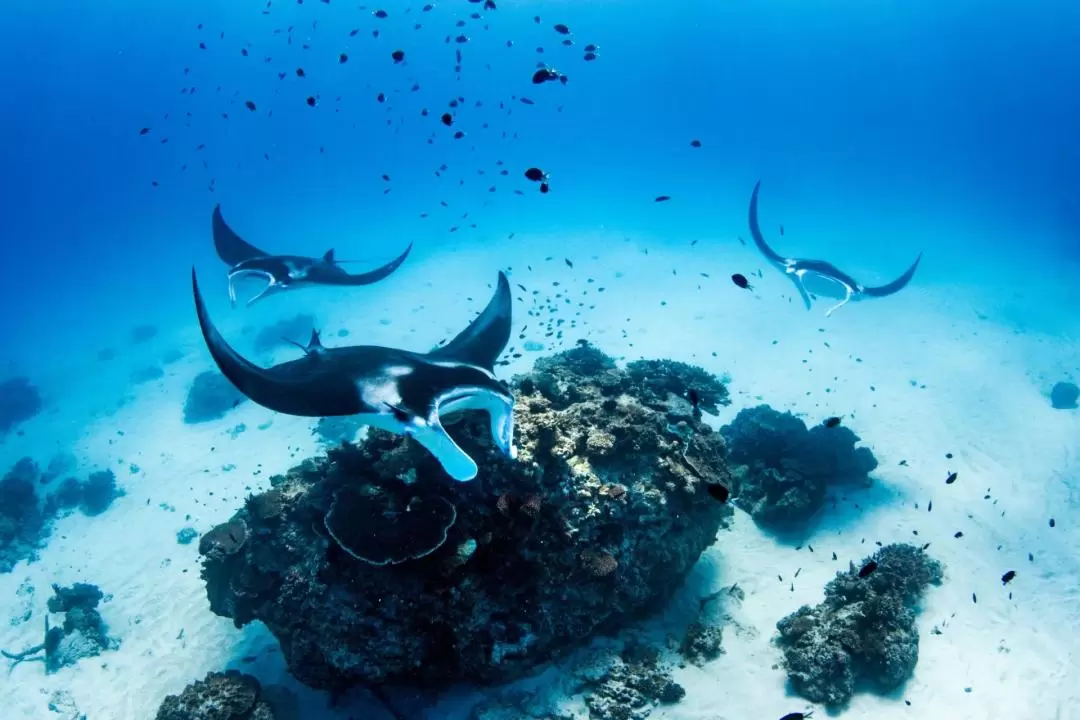 Lady Elliot Island Great Barrier Reef Tour from Brisbane