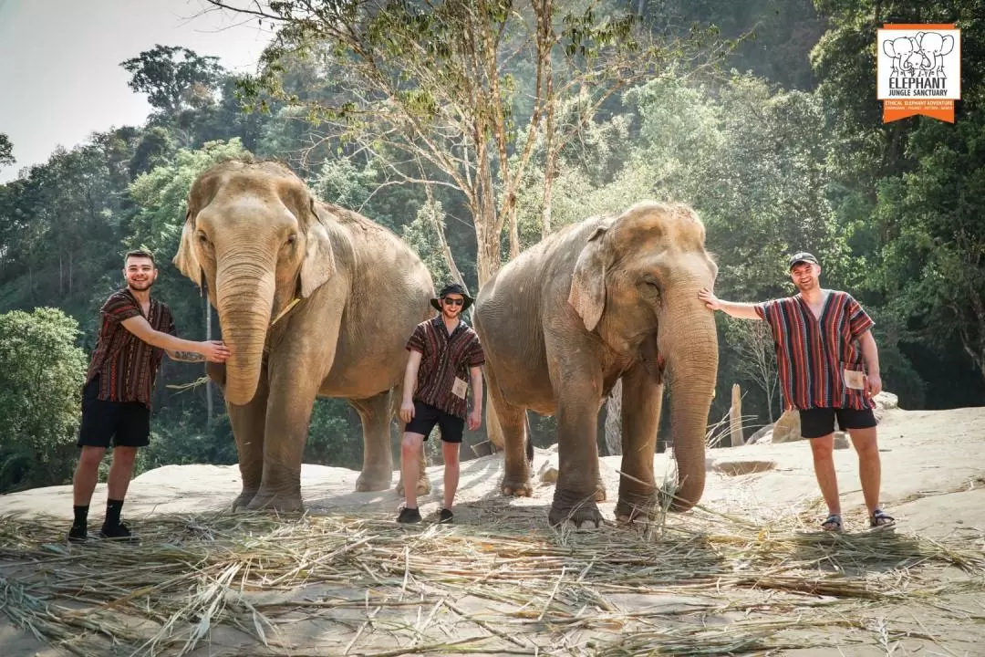 Elephant Jungle Sanctuary Chiang Mai Experience