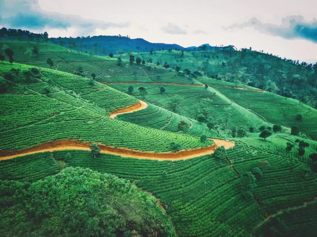 Private Photoshoot Experience in Nuwara Eliya